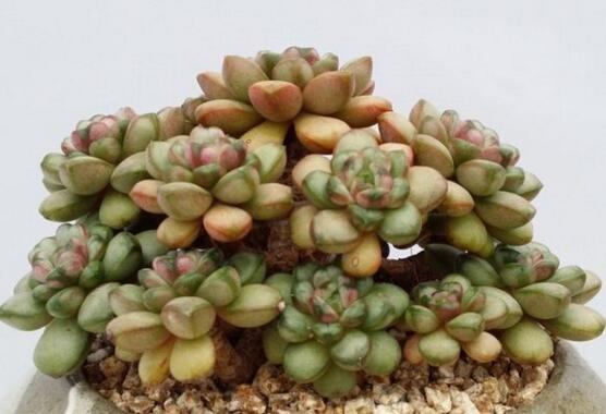 葡萄多肉如何养才爆盆,扦插繁殖爆盆最快