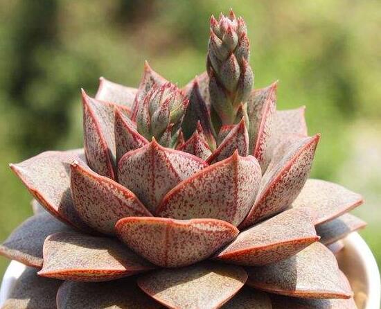 大和锦开花如何办，多肉大和锦开花剪不剪(不剪)