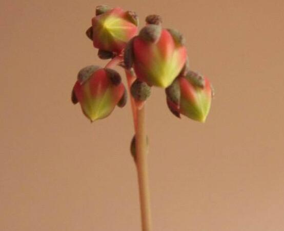 大和锦开花如何办，多肉大和锦开花剪不剪(不剪)