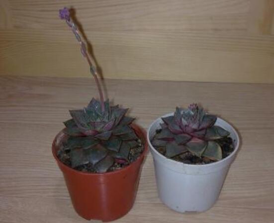 大和锦开花如何办，多肉大和锦开花剪不剪(不剪)