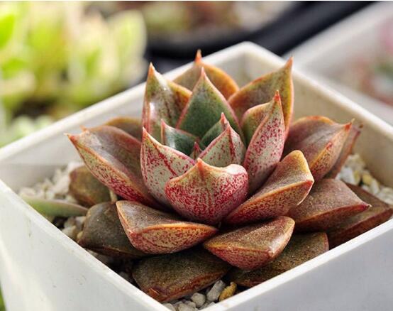 大和锦开花如何办，多肉大和锦开花剪不剪(不剪)