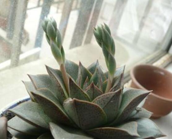 大和锦开花如何办，多肉大和锦开花剪不剪(不剪)