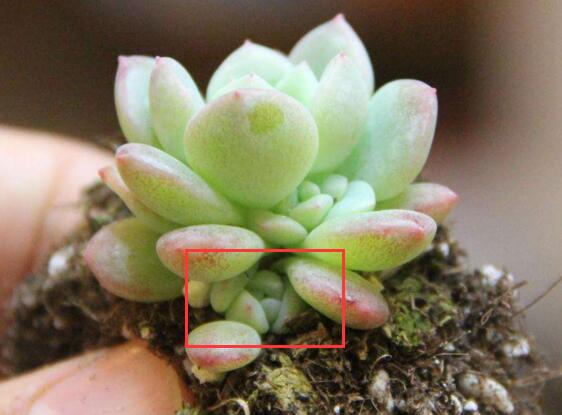 多肉侧芽如何分株，多肉侧芽长多大分株