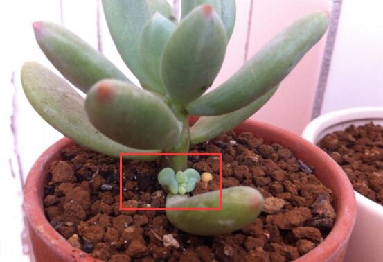 多肉侧芽如何分株，多肉侧芽长多大分株