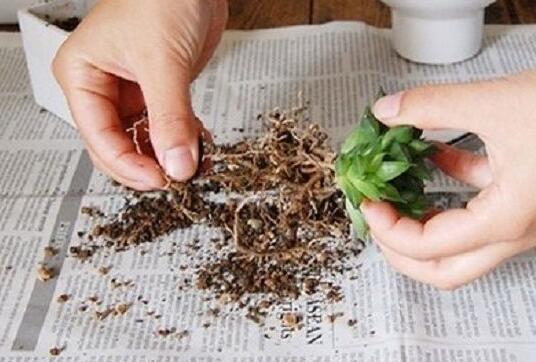 多肉侧芽如何分株，多肉侧芽长多大分株