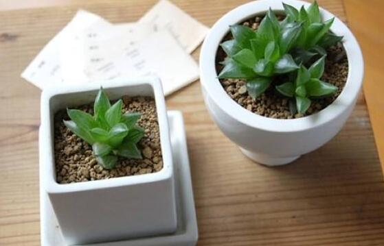 多肉侧芽如何分株，多肉侧芽长多大分株