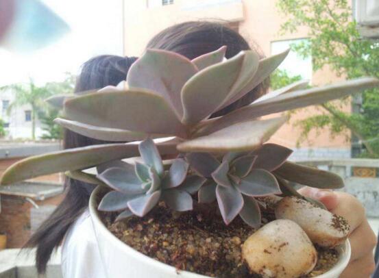 多肉侧芽如何分株，多肉侧芽长多大分株