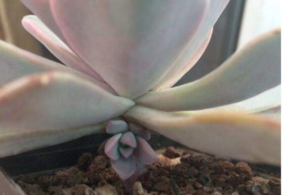 多肉侧芽如何分株，多肉侧芽长多大分株