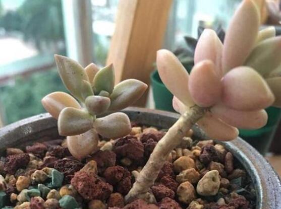 多肉侧芽如何分株，多肉侧芽长多大分株