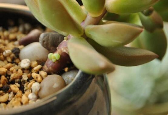 多肉侧芽如何分株，多肉侧芽长多大分株