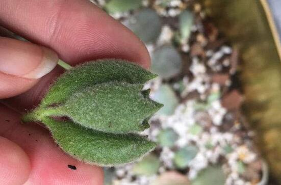 多肉植物侧芽如何处理，只需四个步骤让多肉长得更可爱