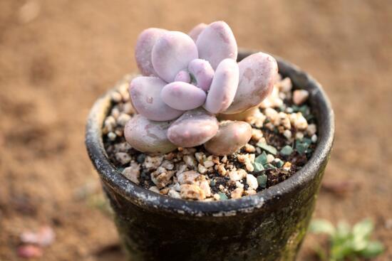 多肉植物侧芽如何处理，只需四个步骤让多肉长得更可爱