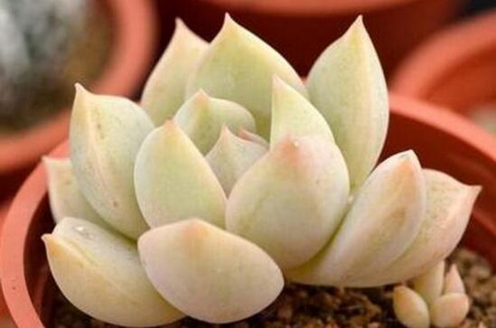 多肉植物侧芽如何处理，只需四个步骤让多肉长得更可爱