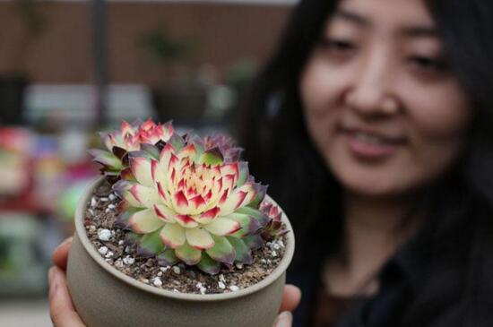 多肉植物侧芽如何处理，只需四个步骤让多肉长得更可爱