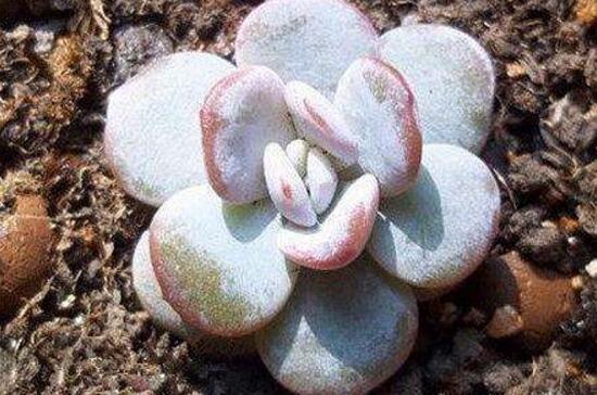 多肉植物侧芽如何处理，只需四个步骤让多肉长得更可爱
