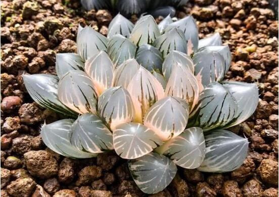 盘点十大最贵多肉,天价霓虹灯玉露晶最贵起价10万