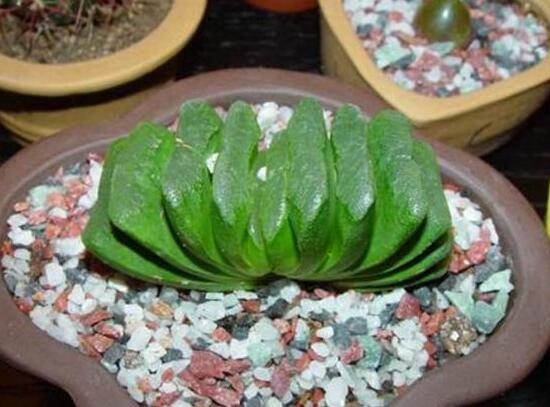 盘点十大最贵多肉,天价霓虹灯玉露晶最贵起价10万