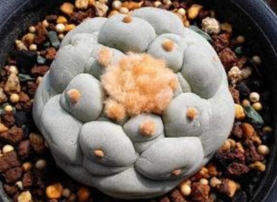 盘点十大最贵多肉,天价霓虹灯玉露晶最贵起价10万