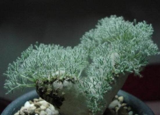 盘点十大最贵多肉,天价霓虹灯玉露晶最贵起价10万