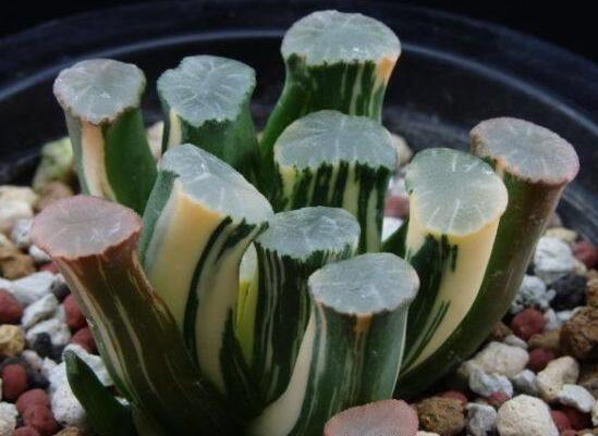 盘点十大最贵多肉,天价霓虹灯玉露晶最贵起价10万