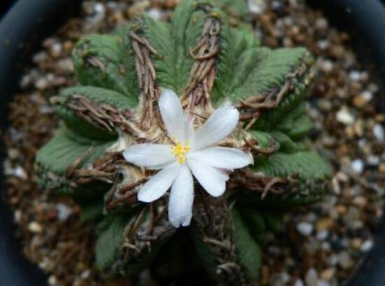 盘点十大最贵多肉,天价霓虹灯玉露晶最贵起价10万