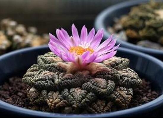 盘点十大最贵多肉,天价霓虹灯玉露晶最贵起价10万