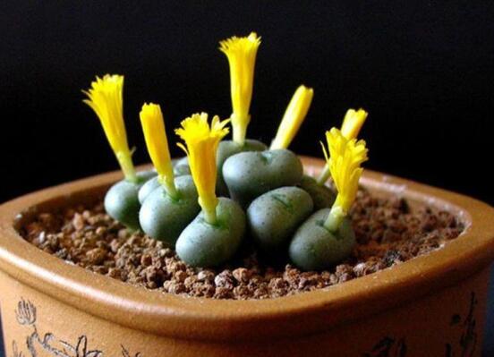 盘点十大最贵多肉,天价霓虹灯玉露晶最贵起价10万