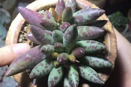 多肉梅花鹿如何养，六个要点让它茁壮生长