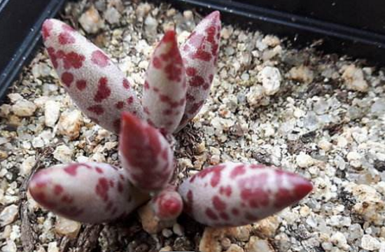 多肉梅花鹿如何养，六个要点让它茁壮生长