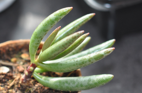 多肉梅花鹿如何养，六个要点让它茁壮生长