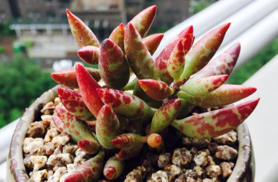 多肉梅花鹿如何养，六个要点让它茁壮生长