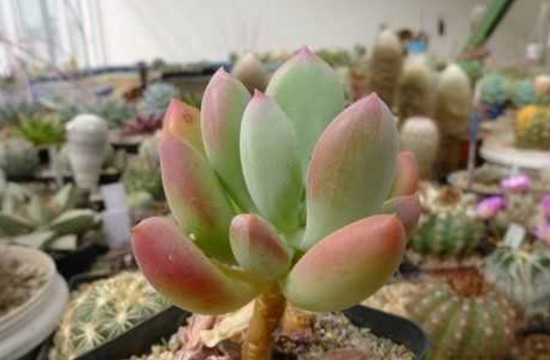 多肉梅花鹿如何养，六个要点让它茁壮生长