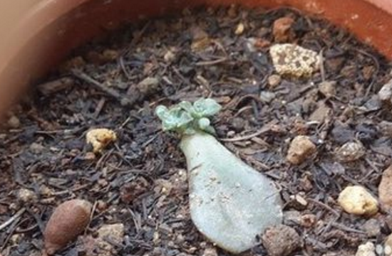 多肉梅花鹿如何养，六个要点让它茁壮生长