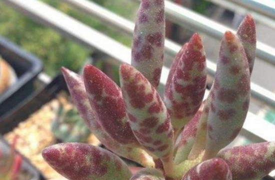 多肉梅花鹿如何养，六个要点让它茁壮生长