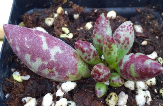 多肉梅花鹿如何养，六个要点让它茁壮生长