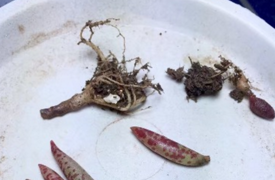 多肉梅花鹿如何养，六个要点让它茁壮生长