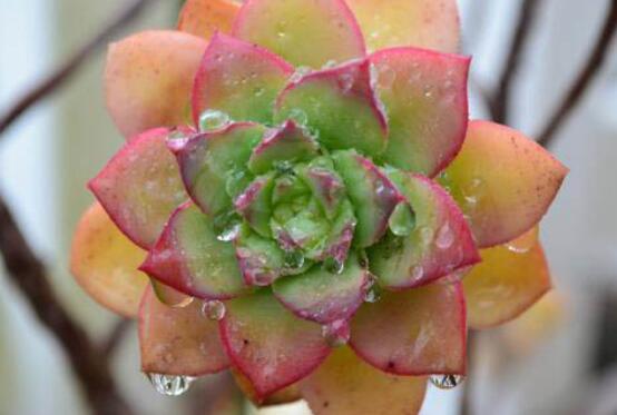 多肉植物多久浇一次水，见干见湿干透浇透(视季节而定)