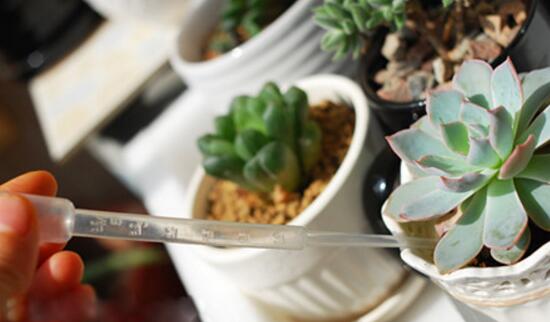 多肉植物多久浇一次水，见干见湿干透浇透(视季节而定)