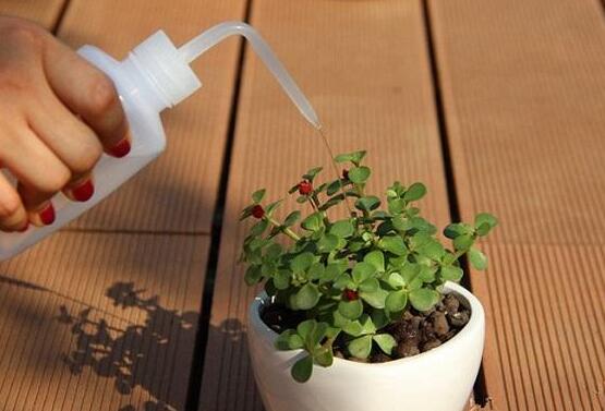 多肉植物多久浇一次水，见干见湿干透浇透(视季节而定)