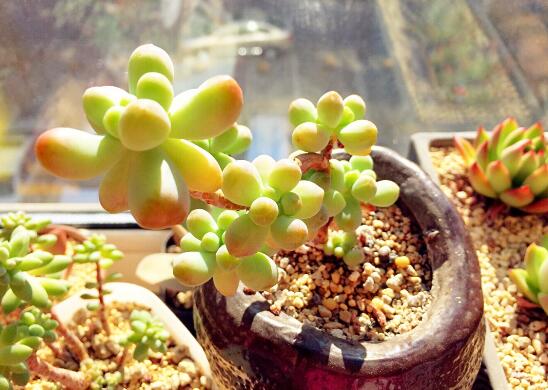 多肉植物多久浇一次水，见干见湿干透浇透(视季节而定)