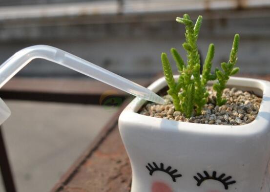 多肉植物多久浇一次水，见干见湿干透浇透(视季节而定)