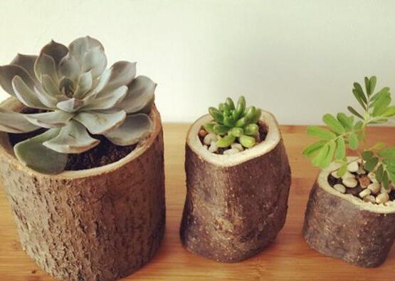 多肉植物多久浇一次水，见干见湿干透浇透(视季节而定)