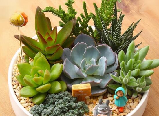 多肉植物多久浇一次水，见干见湿干透浇透(视季节而定)