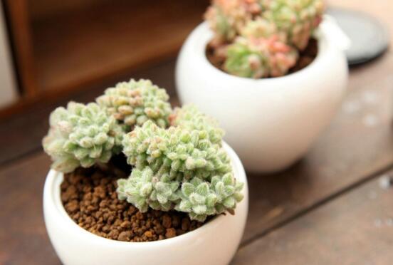 多肉植物多久浇一次水，见干见湿干透浇透(视季节而定)