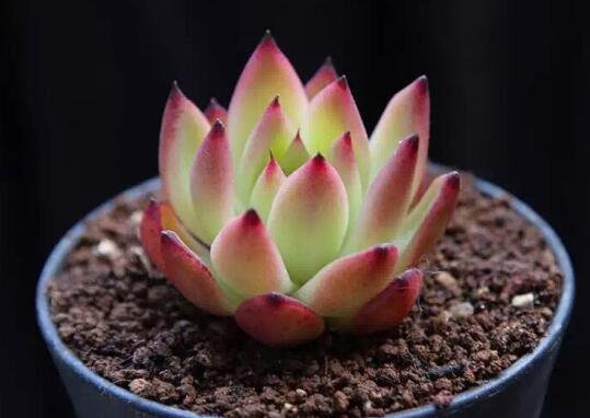 多肉最简单的配土办法，5种配方教会你如何给多肉配土