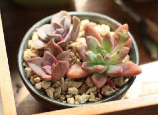 多肉最简单的配土办法，5种配方教会你如何给多肉配土