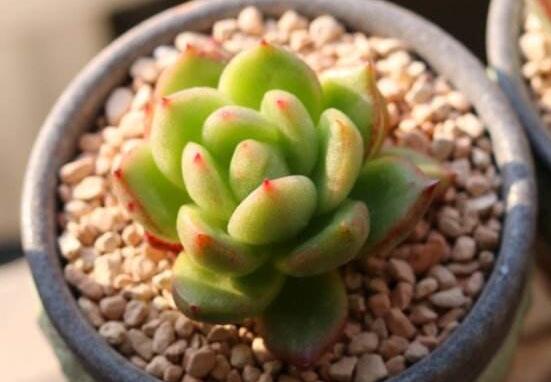 多肉最简单的配土办法，5种配方教会你如何给多肉配土