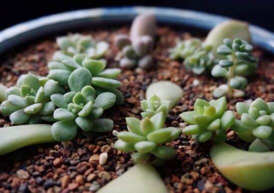 多肉最简单的配土办法，5种配方教会你如何给多肉配土