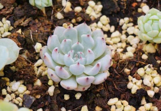 多肉最简单的配土办法，5种配方教会你如何给多肉配土