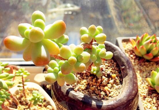 多肉最简单的配土办法，5种配方教会你如何给多肉配土